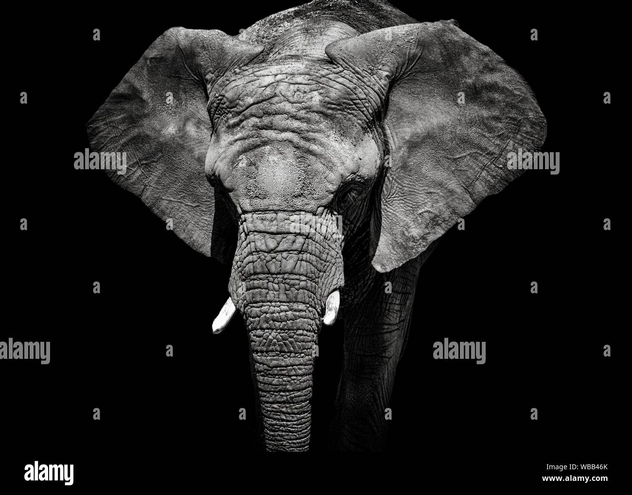 Elephant Noir Et Blanc Banque D Image Et Photos Alamy