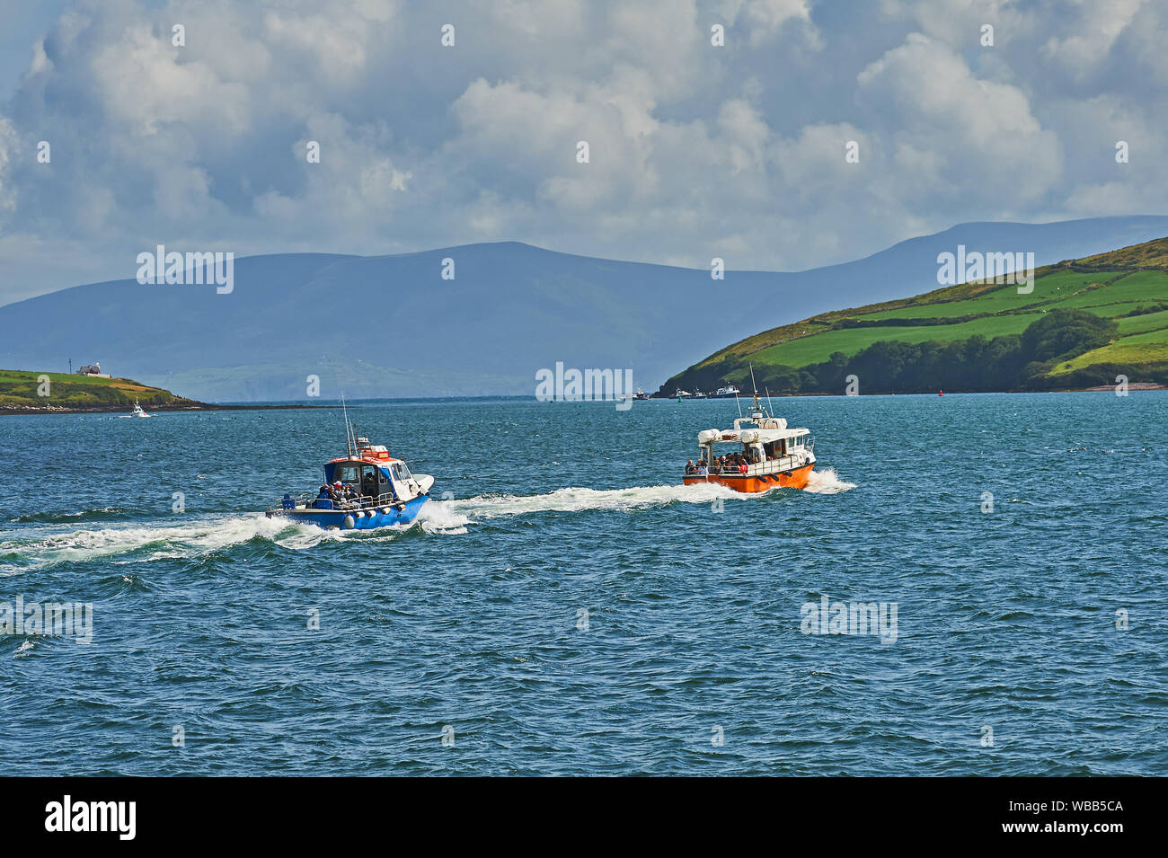 Des excursions d'observation des dauphins quittent le port de Dingle, dans le comté de Kerry, Irlande Banque D'Images