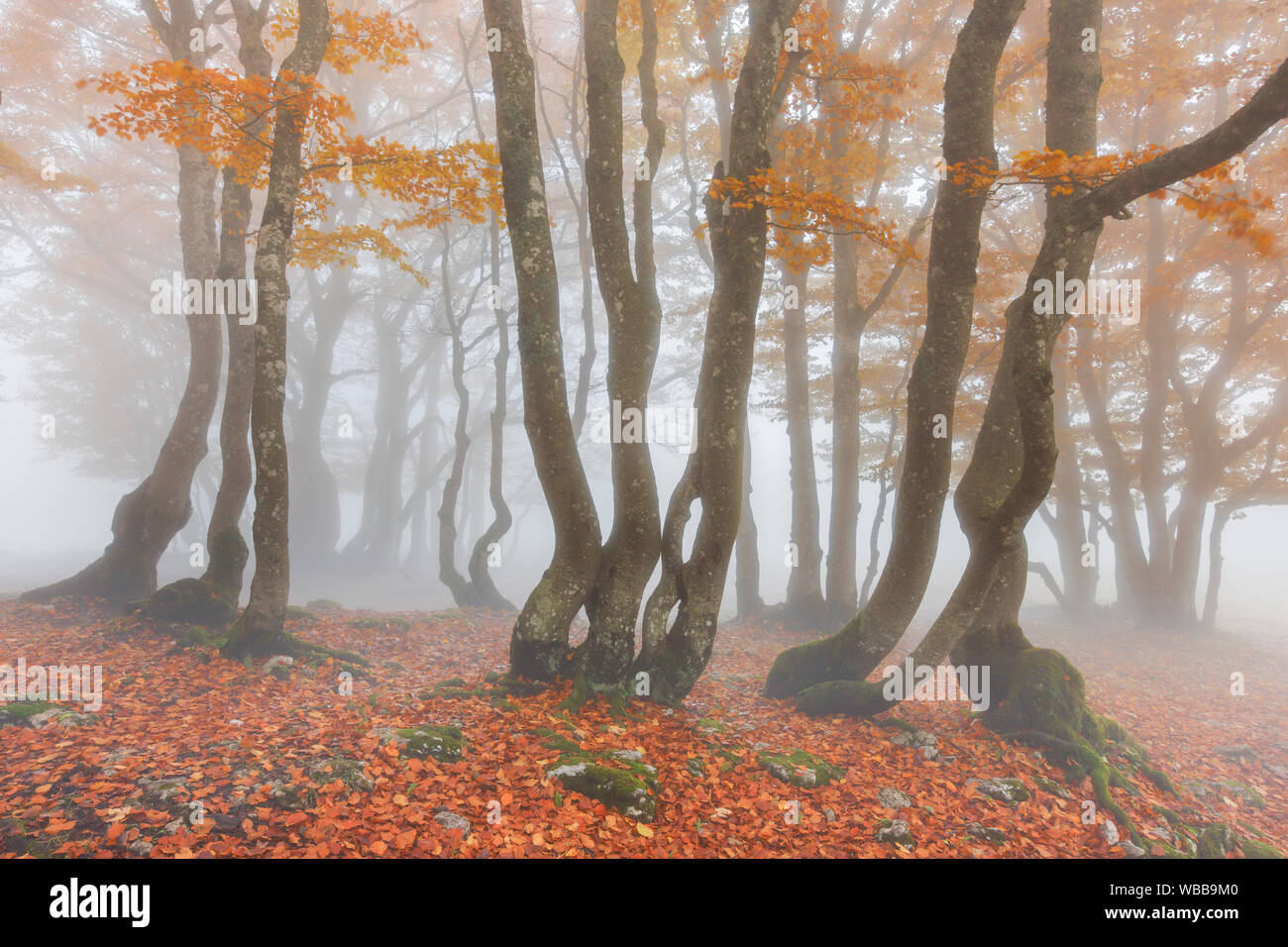 Le hêtre commun (Fagus sylvatica). Forêt en automne. La Suisse Banque D'Images