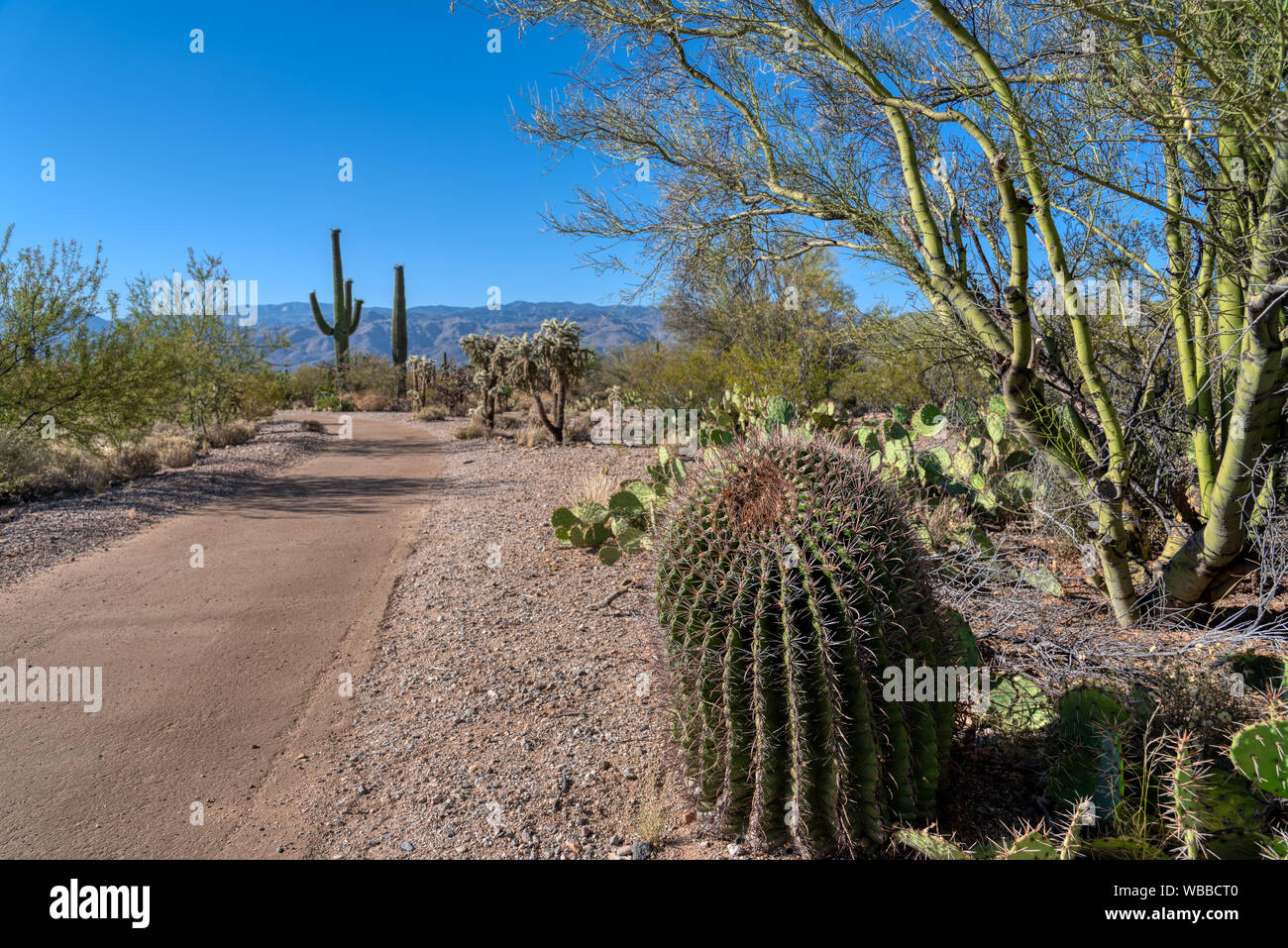 L'écologie du désert en sentier Saguaro National Park, District de l'Arizona Banque D'Images