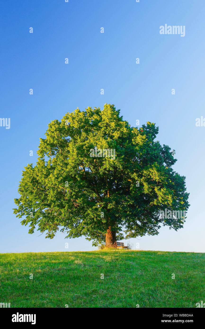 Tilleul (Tilia sp.). Seul arbre avec banc. Berne, Suisse und Linde .Sitzbank, Bern, Schweiz Banque D'Images
