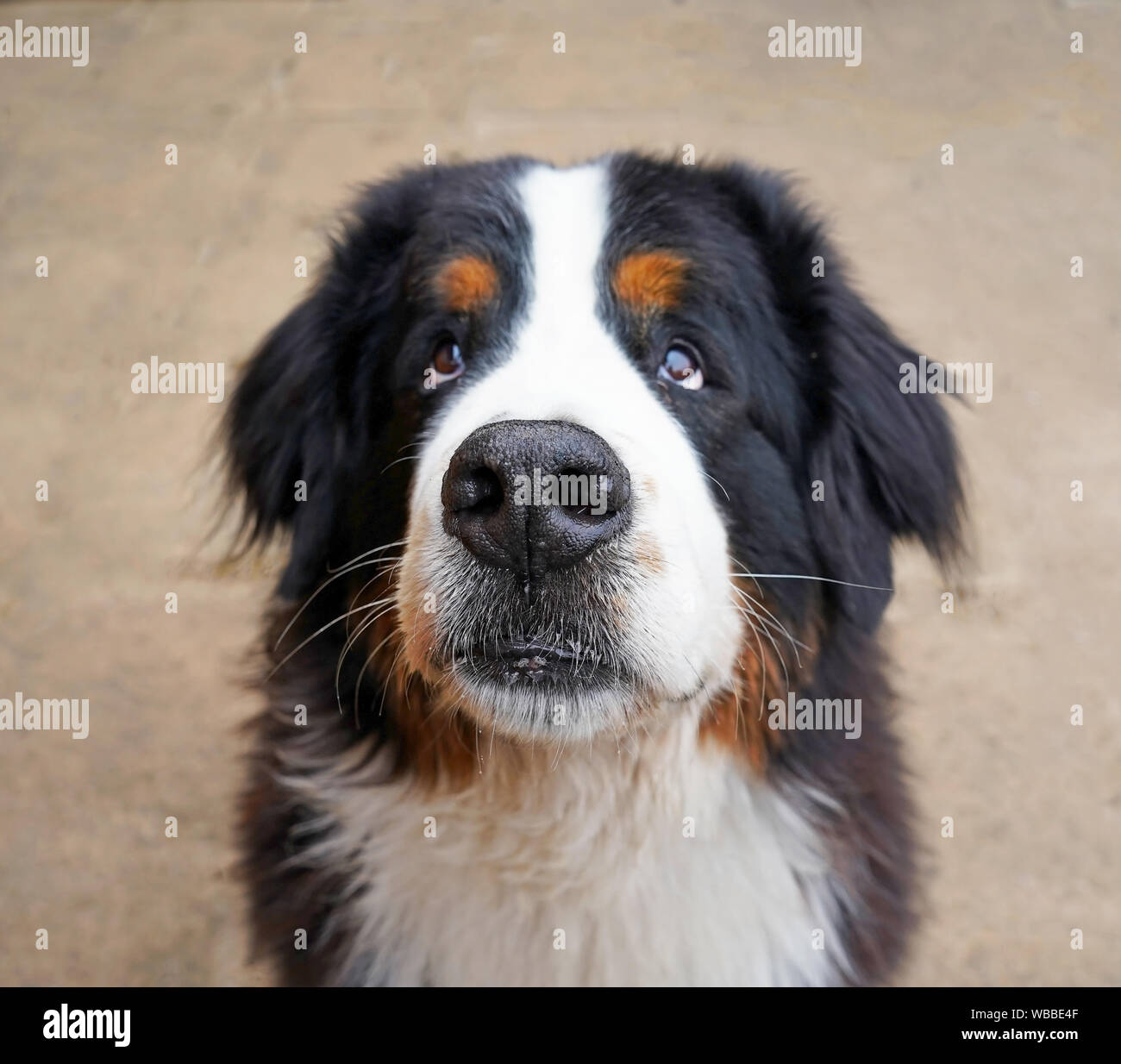 Le portrait de l'bernois, regardant la caméra, les yeux de chiot. Banque D'Images