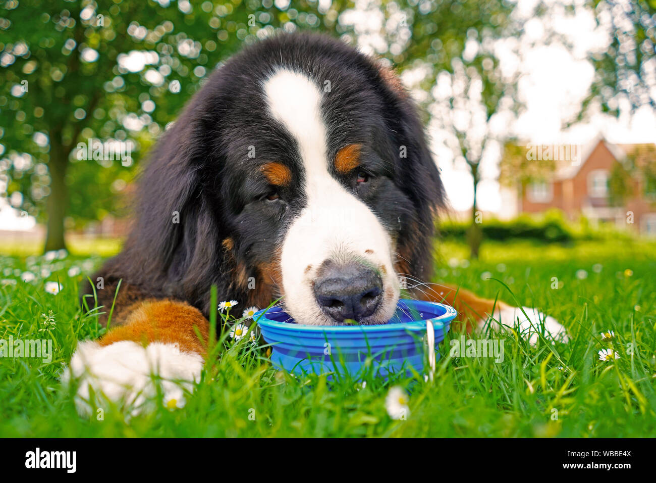 Portrait, Close up of Bernois, l'eau potable à partir de la cuvette d'eau bleue. Allongé sur l'herbe verte, dog friendly park. Banque D'Images