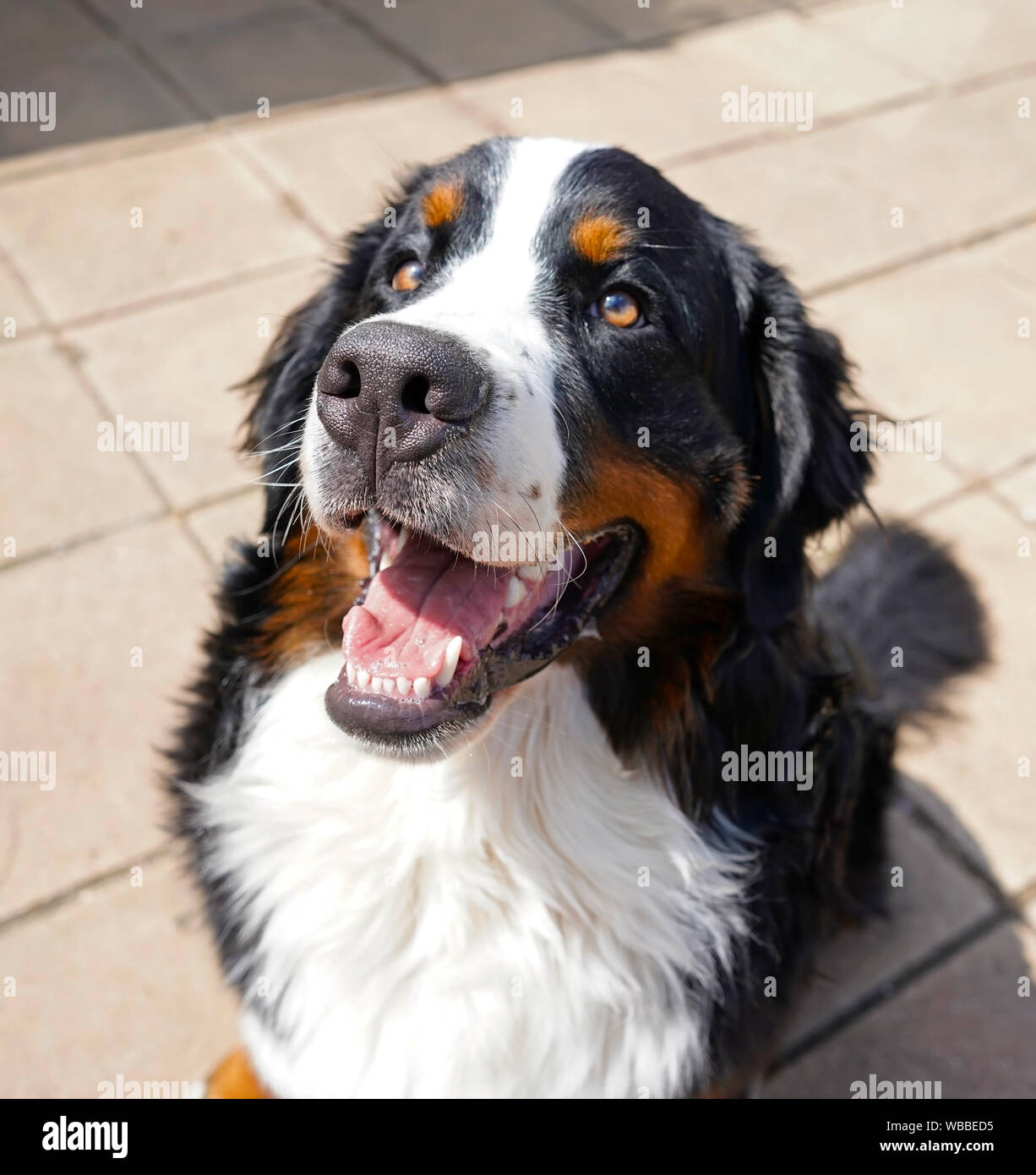 Un portrait des jeunes bernois, assis, souriant, regardant vers le haut. Banque D'Images