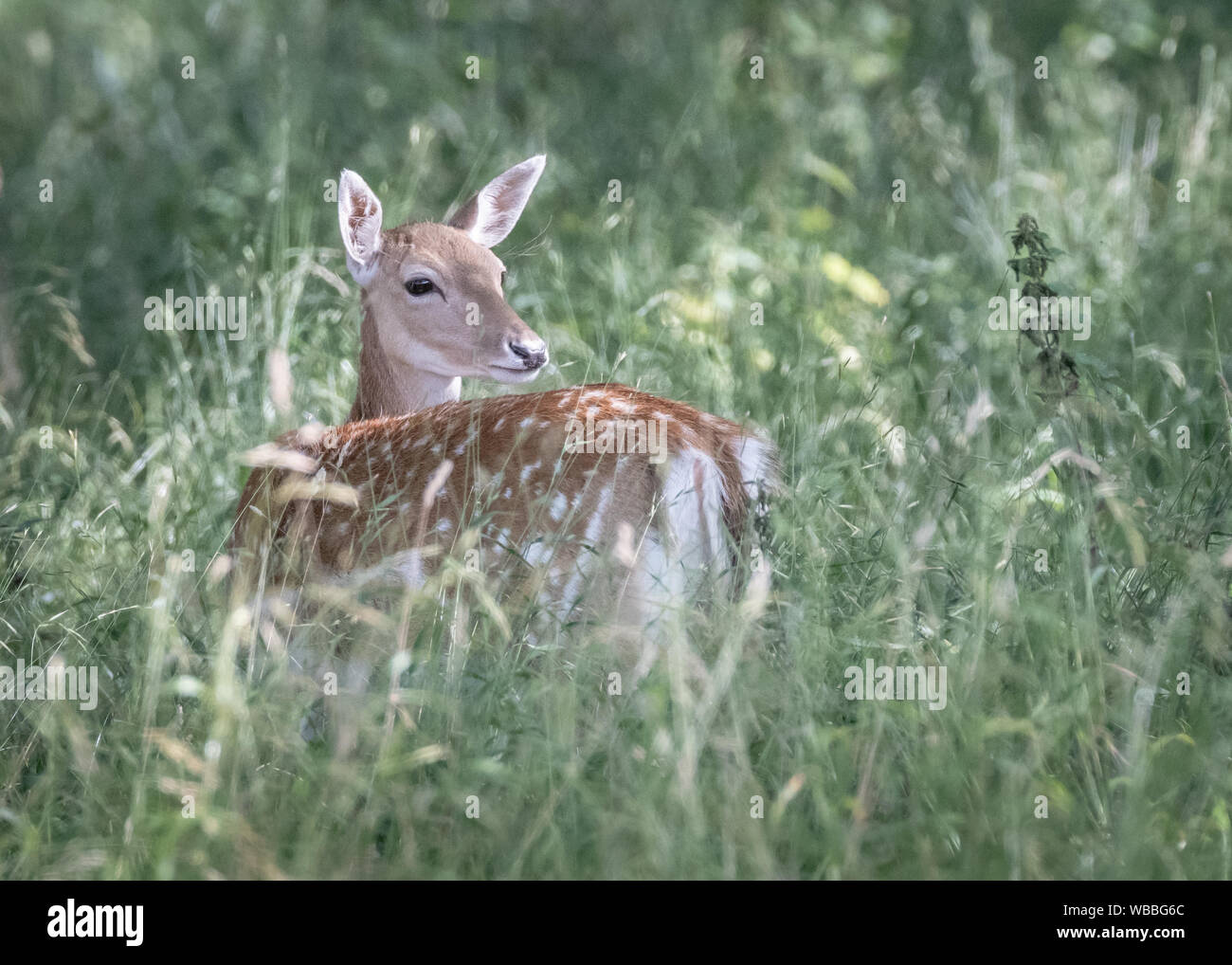 En daim le Phoenix Park, Dublin, Irlande Banque D'Images