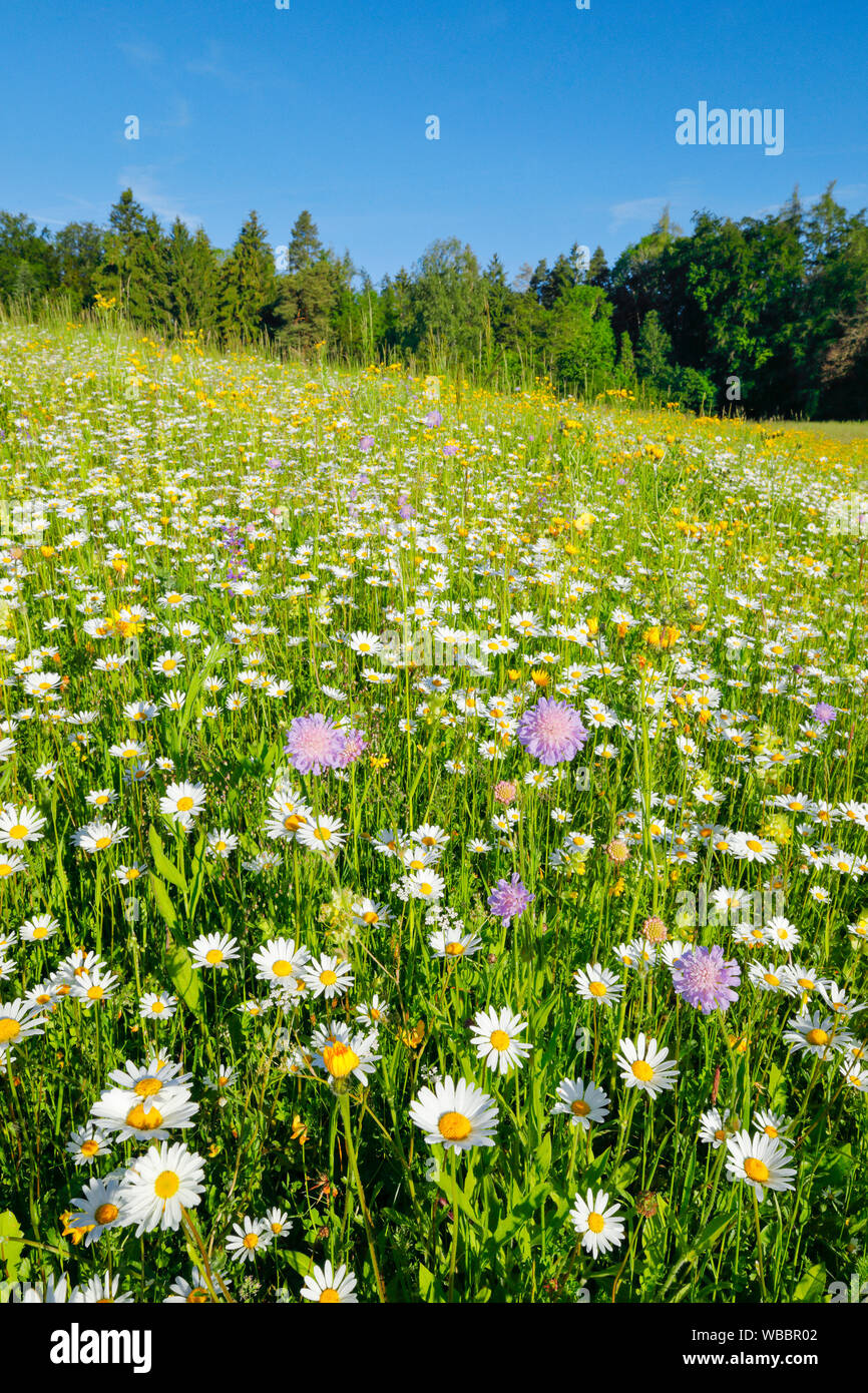 Prairie en fleurs au printemps. Zuerich Bernois, Suisse Banque D'Images