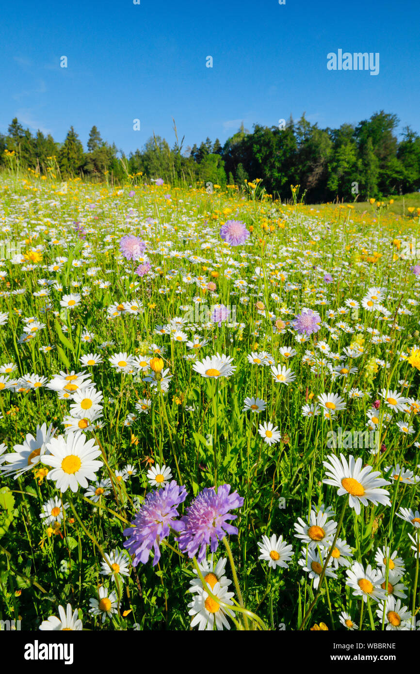 Prairie en fleurs au printemps. Zuerich Bernois, Suisse Banque D'Images