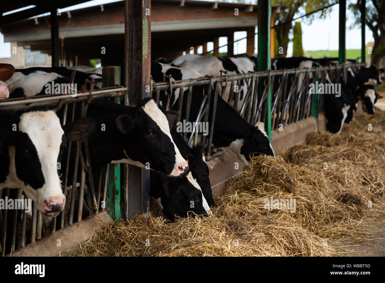 Droit de l'alimentation des vaches en étable foin sur ferme laitière à jour d'été Banque D'Images