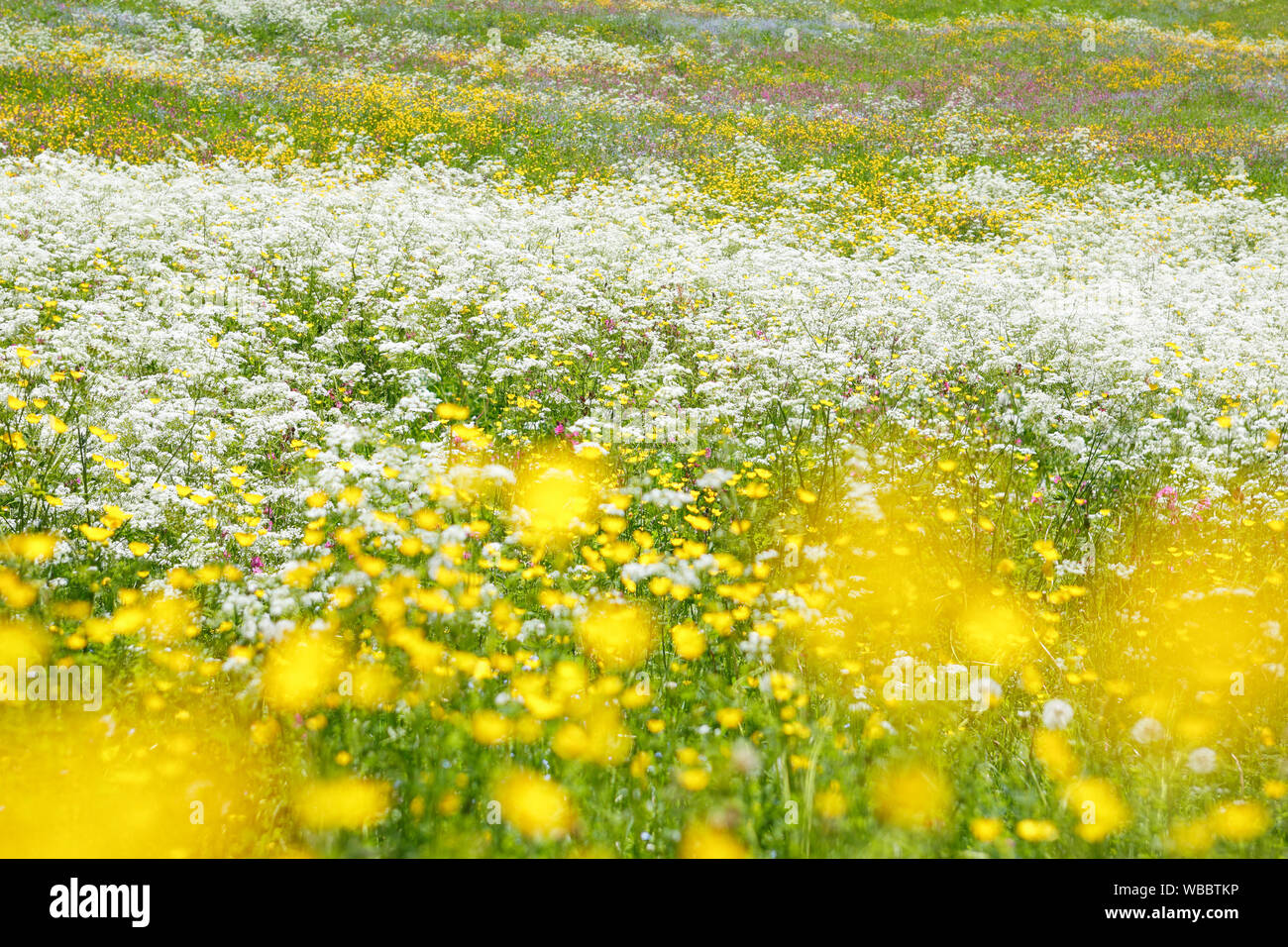 Prairie en fleurs au printemps. Préalpes vaudoises, Suisse, Suisse Banque D'Images