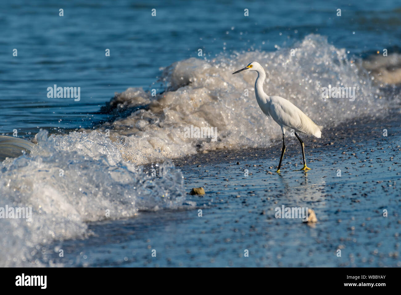Aigrette neigeuse debout sur la plage que les vagues crash - Golfe du Mexique Banque D'Images