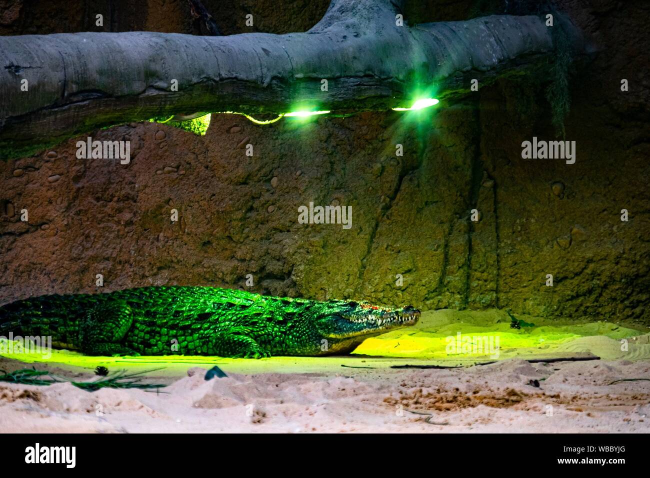 Crocodile sous éclairage vert. Banque D'Images