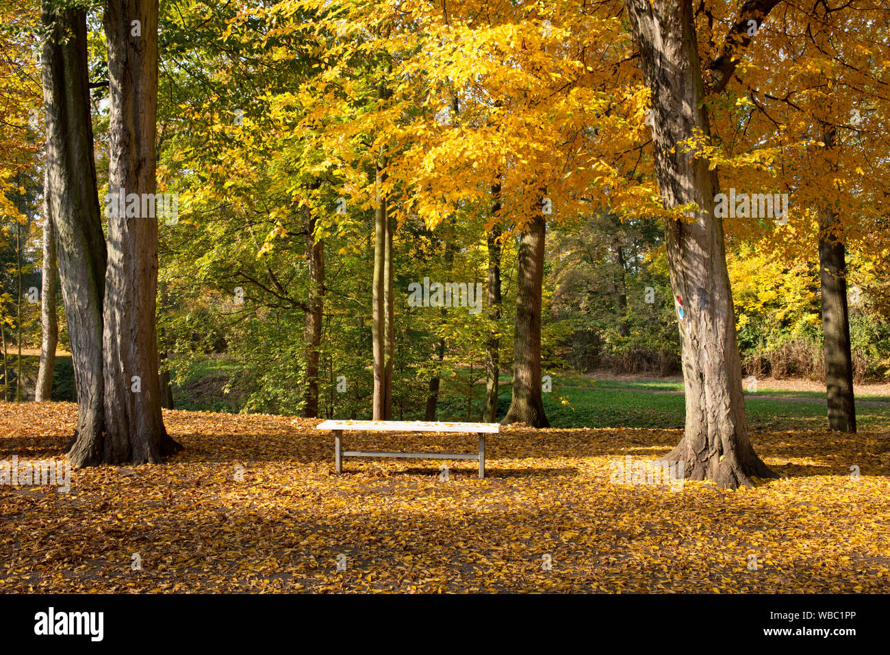 Dans le parc de siège.d'une journée ensoleillée à l'automne. Banque D'Images