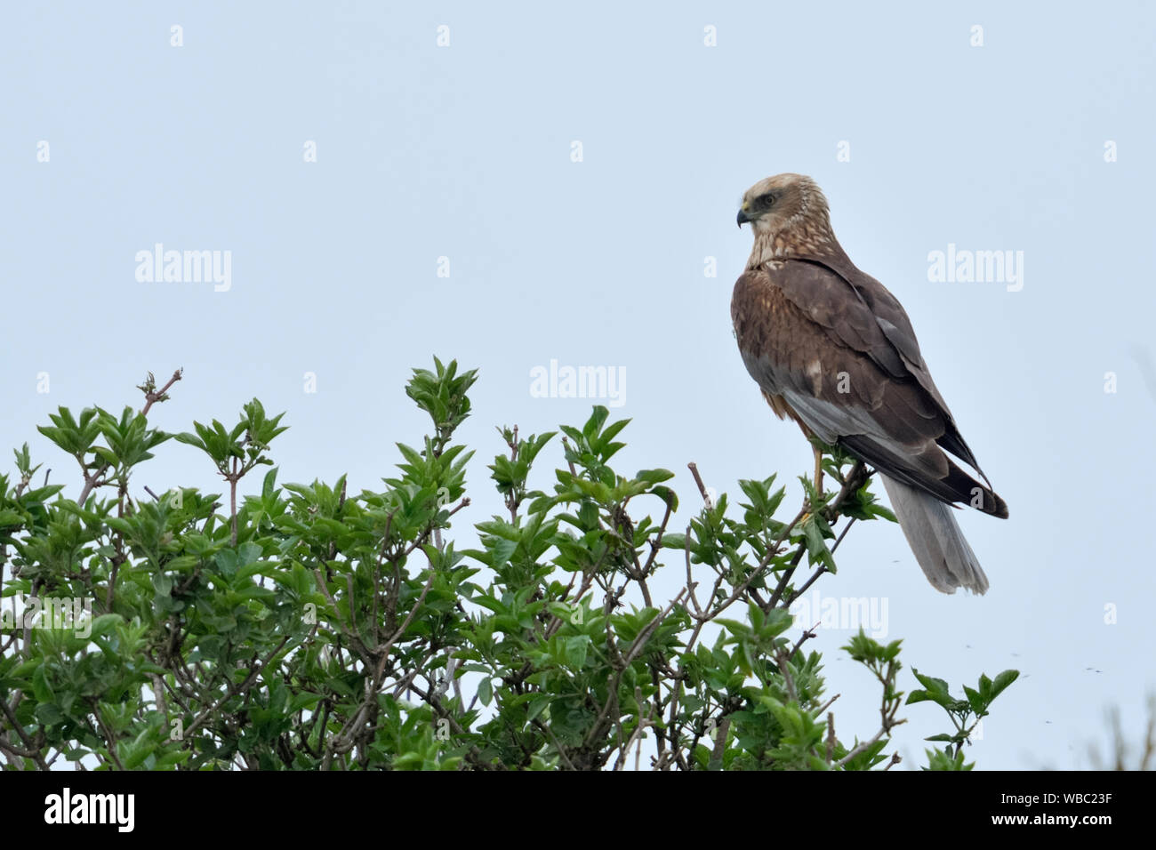 Western Marsh Harrier Rohrweihe / ( Circus aeruginosus ), Hot Bird of prey, homme, perché au sommet d'un aîné, regarder bush pour l'alimentation, de la faune, de l'Eur Banque D'Images