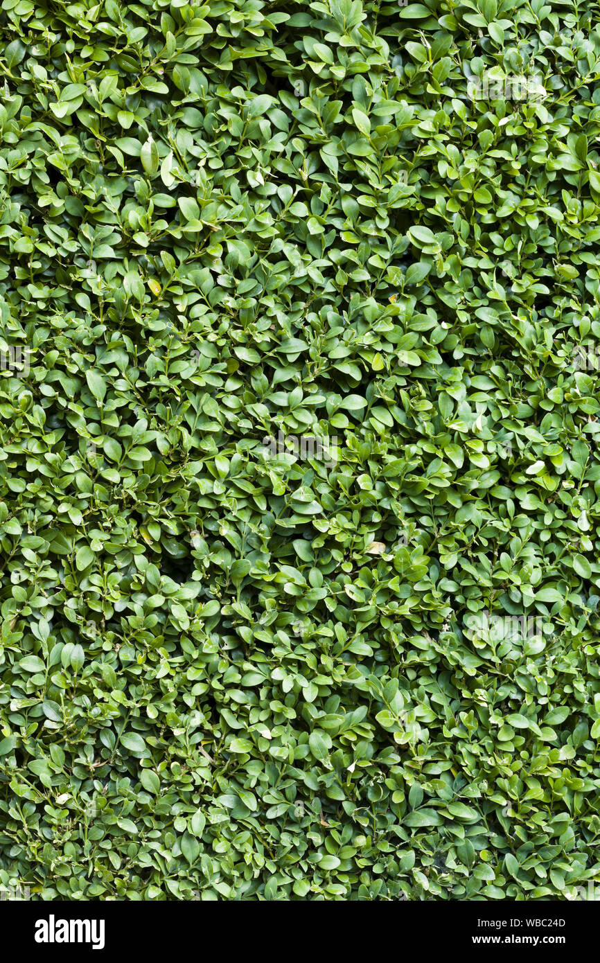 Buxus haie, zone verte ou fond de buis ou de texture Banque D'Images