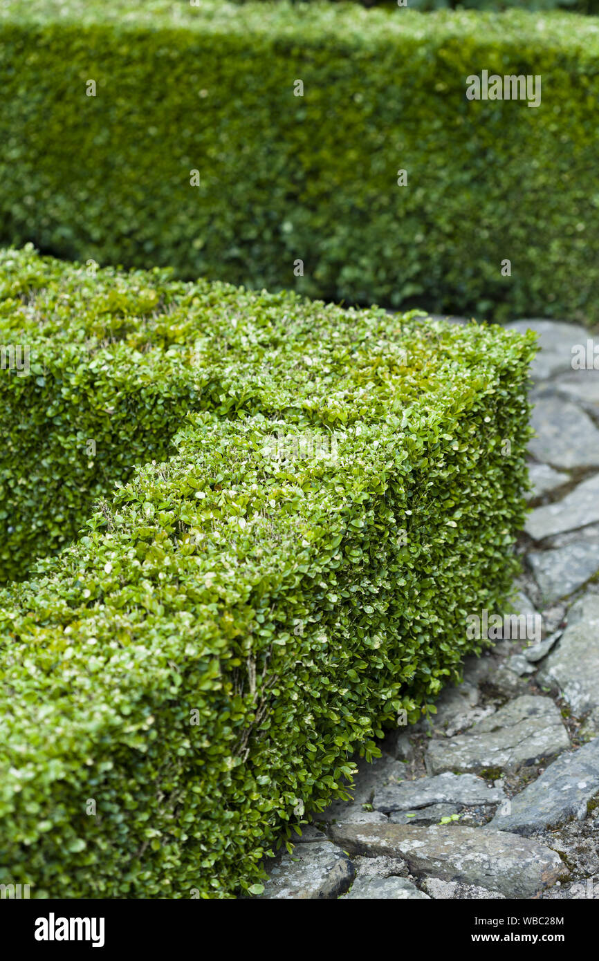 Buxus sempervirens, fort clipped hedge dans un jardin formel, UK Banque D'Images