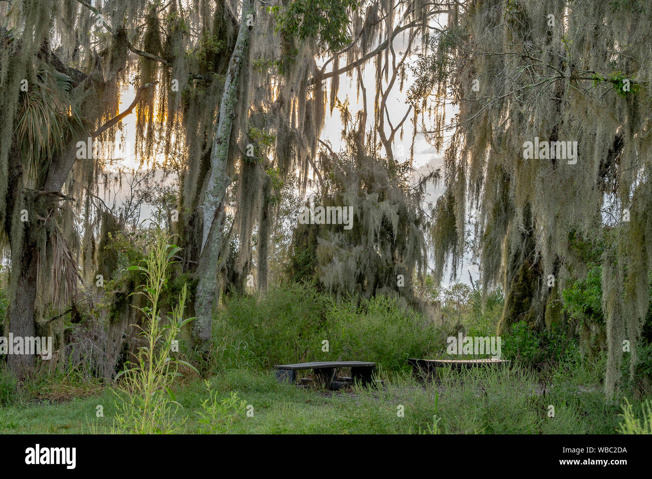 La Floride, l'habitat sauvage naturel avec arbres moussus Banque D'Images