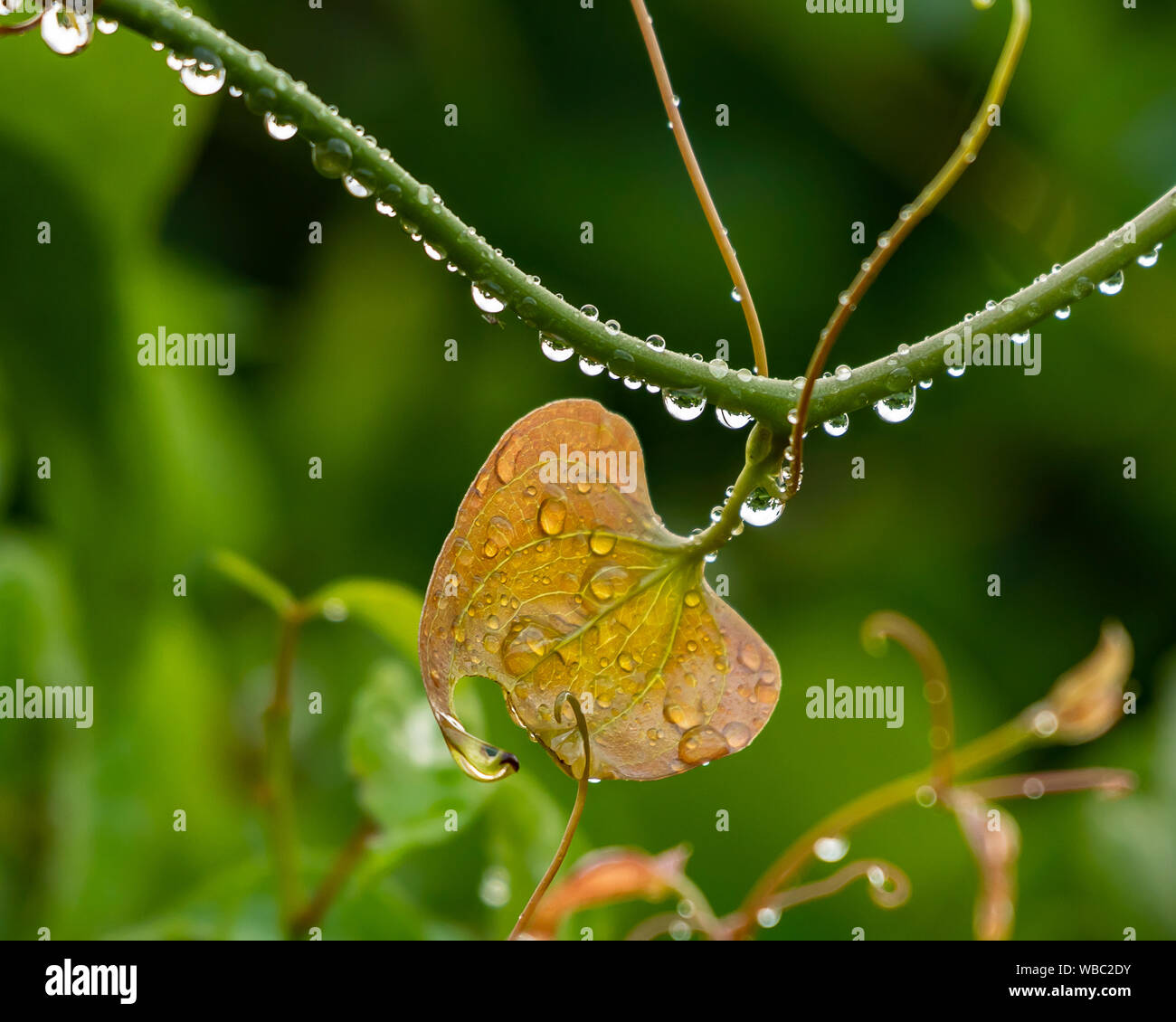 Close up d'une feuille de vigne et après la pluie - gouttes de pluie Banque D'Images