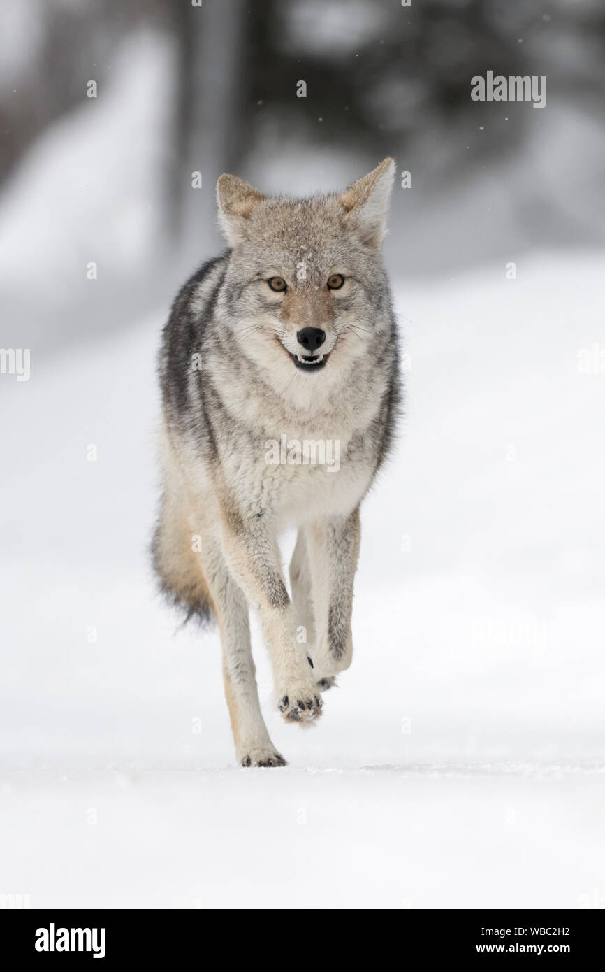 ( Kojote / Coyote Canis latrans ) en hiver, neige, élevé à la hâte, d'exécution, vue frontale, semble être heureux, a l'air drôle, NP Yellowstone, Wyoming, Etats-Unis Banque D'Images