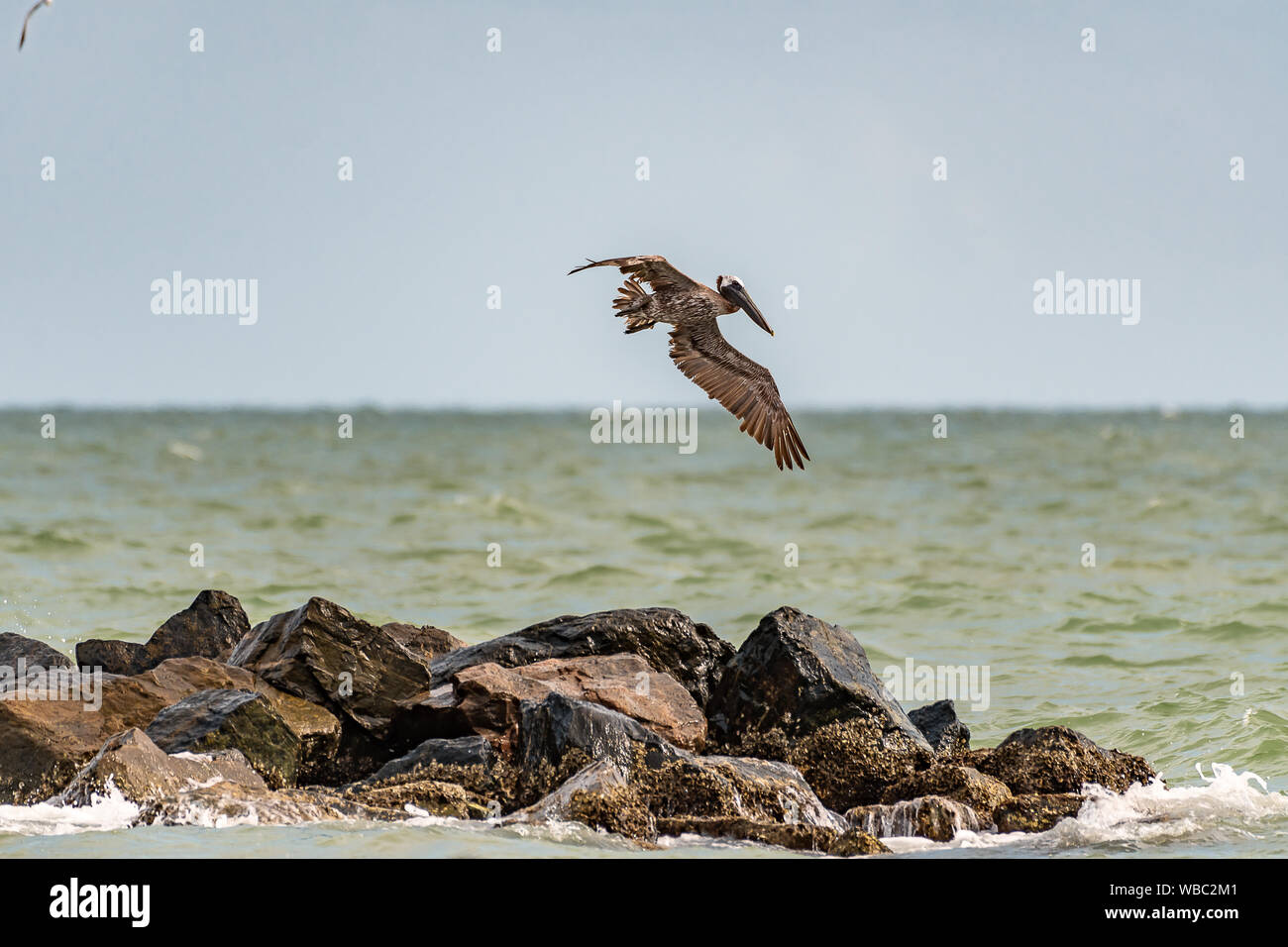 Pélican brun survolant le golfe du Mexique - Floride Banque D'Images