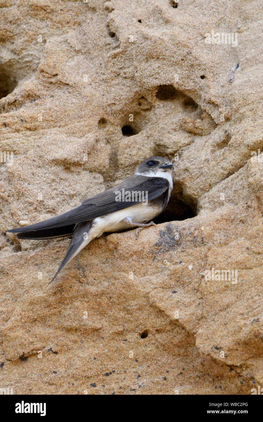 Hirondelle des falaises dans son nid Banque de photographies et d — free download