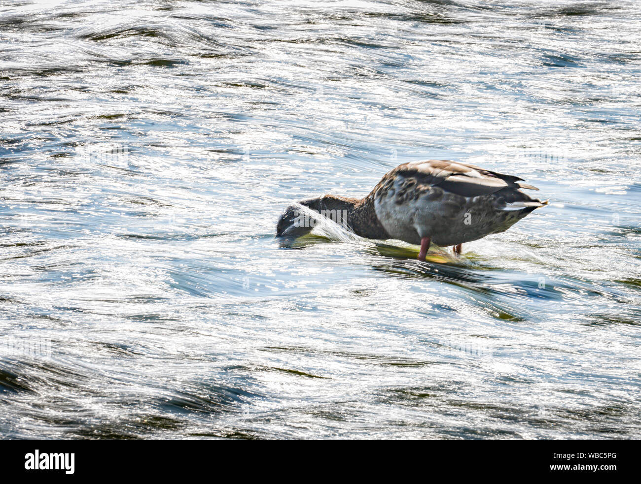 Essen, Allemagne. Août 26, 2019. Un canard cherche de la nourriture dans le courant d'un barrage dans la Lahn. L'eau va laver autour de votre tête (plus long temps d'exposition). Crédit : Frank Rumpenhorst/dpa/Alamy Live News Banque D'Images