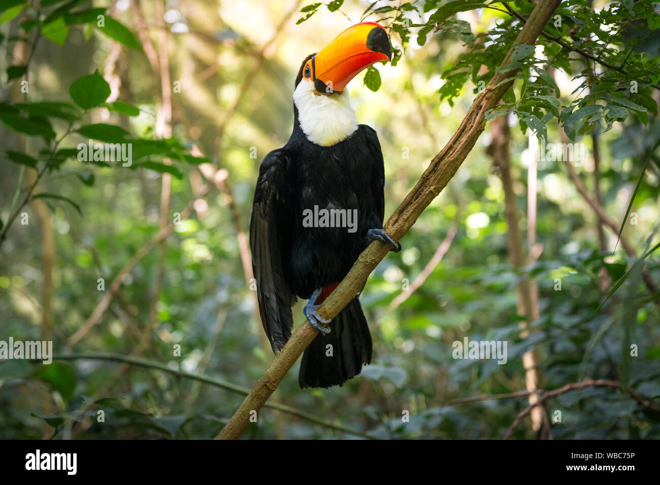 Toucan coloré dans la volière Banque D'Images Toucan coloré dans la volière Banque D'Images