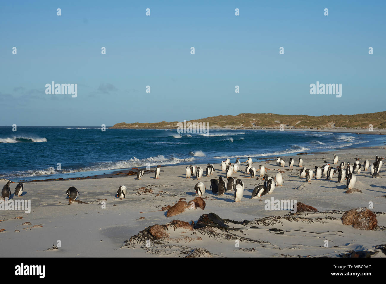 Manchots Papous (Pygoscelis papua) sur une plage de sable sur l'île de Sea Lion dans les îles Falkland. Banque D'Images