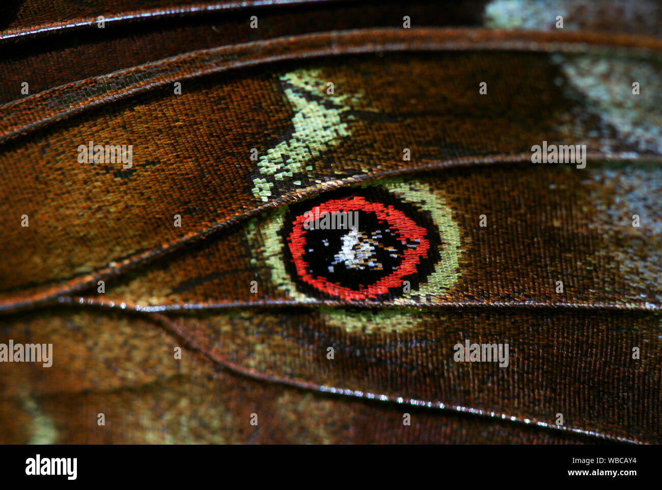 Macro close up de motif aile de papillon et échelles. Faites en Guyane Banque D'Images