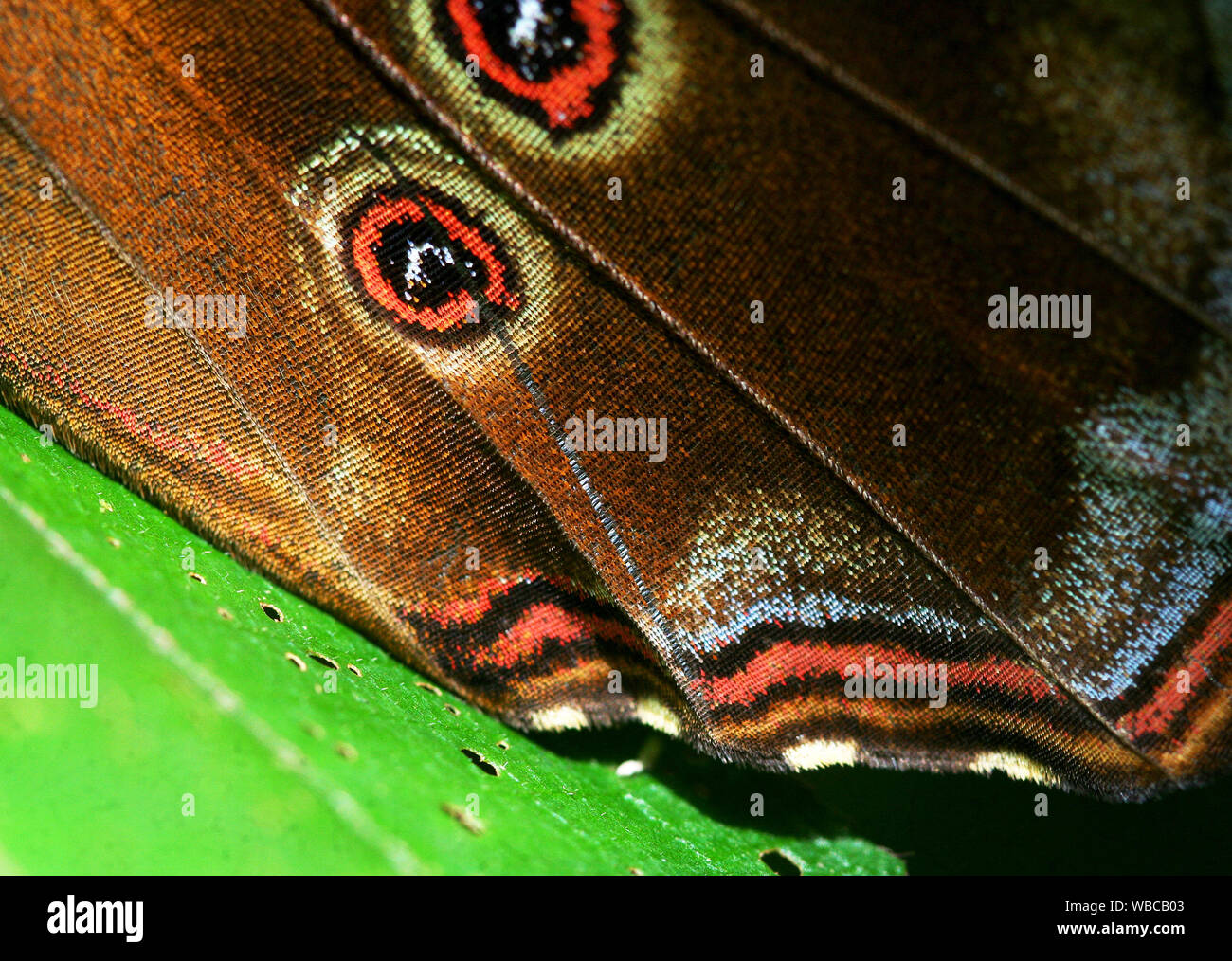 Macro close up de motif aile de papillon et échelles. Faites en Guyane Banque D'Images
