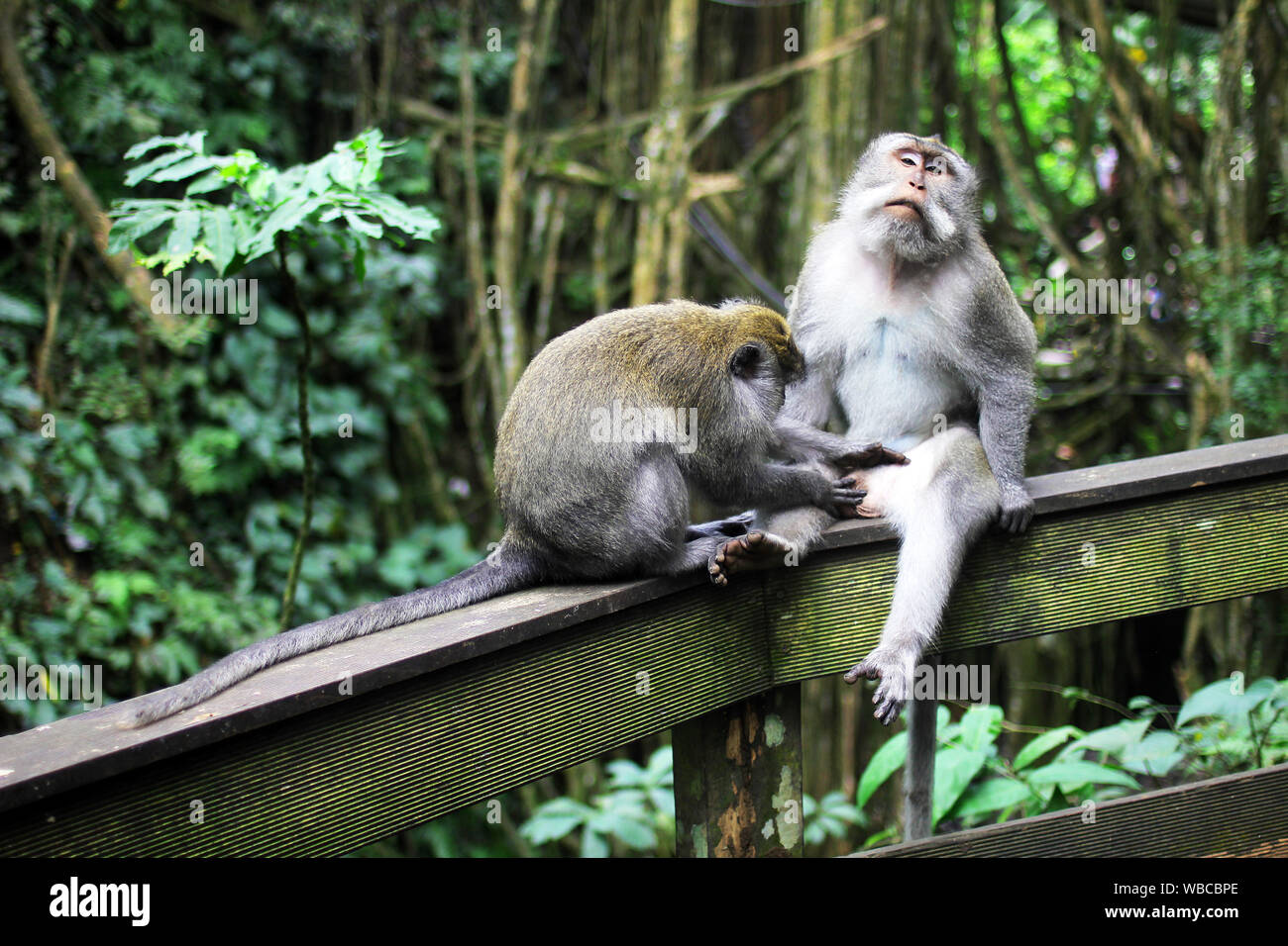 Animal Genitalia Not Bird Not Reptile Banque D Image Et Photos Alamy