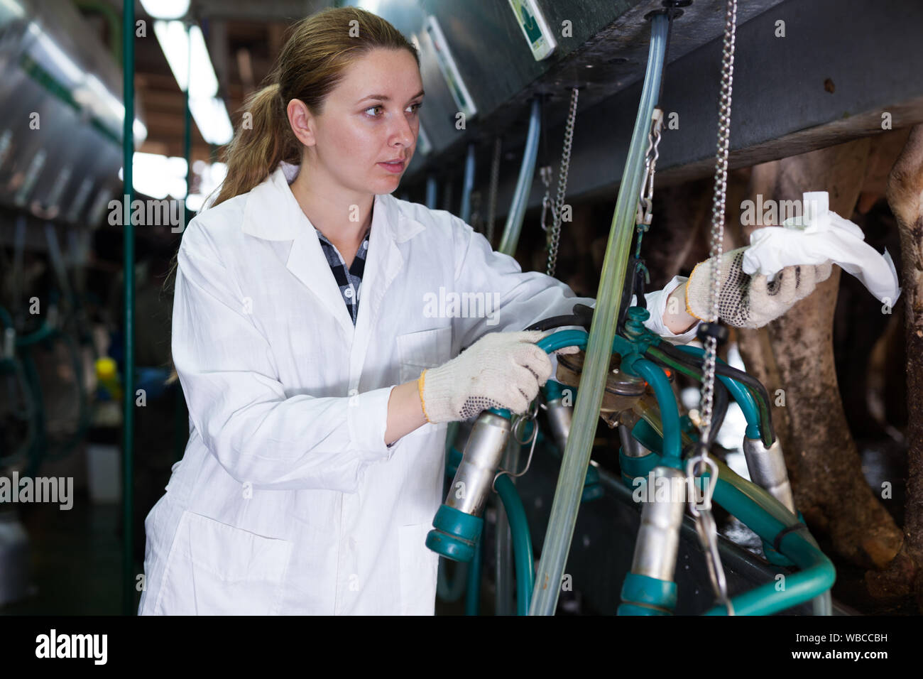 Jeune femme système de traite sur l'inspection trayeur ferme laitière Banque D'Images