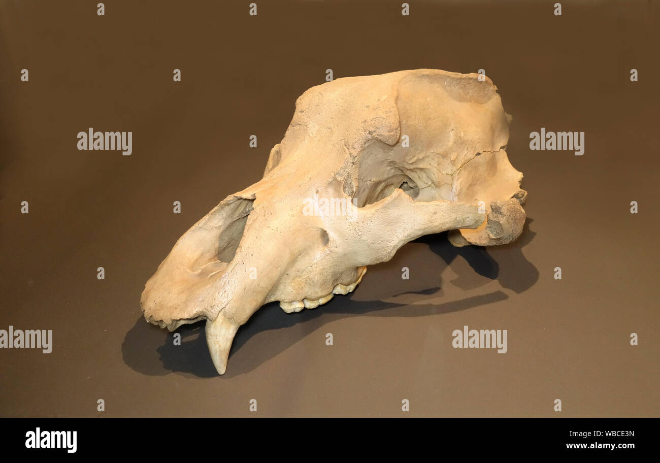 D'une grotte Scul Ursus ingressus (le Gamssulzen) ours des cavernes (Ursus spelaeus). Origine de la grotte Potocka 'Zjavka', la Slovénie. Banque D'Images