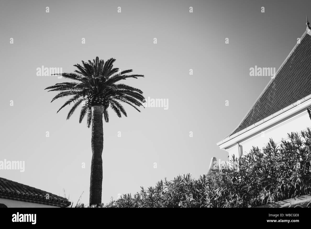 Prise de vue en niveaux de gris d'un arbre tropical près d'une maison et plantes Banque D'Images