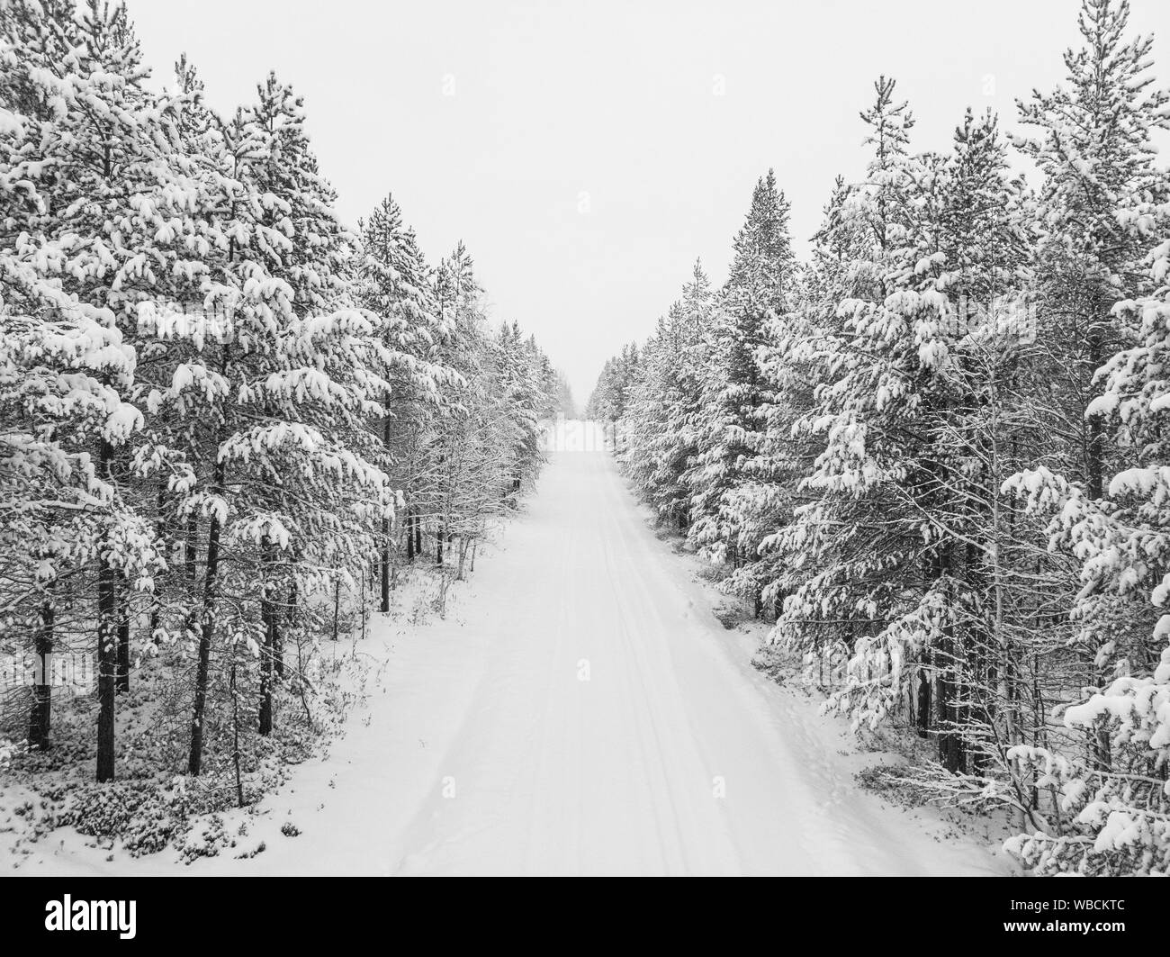 Panorama très blanche d'arbres recouverts de neige en Laponie Banque D'Images
