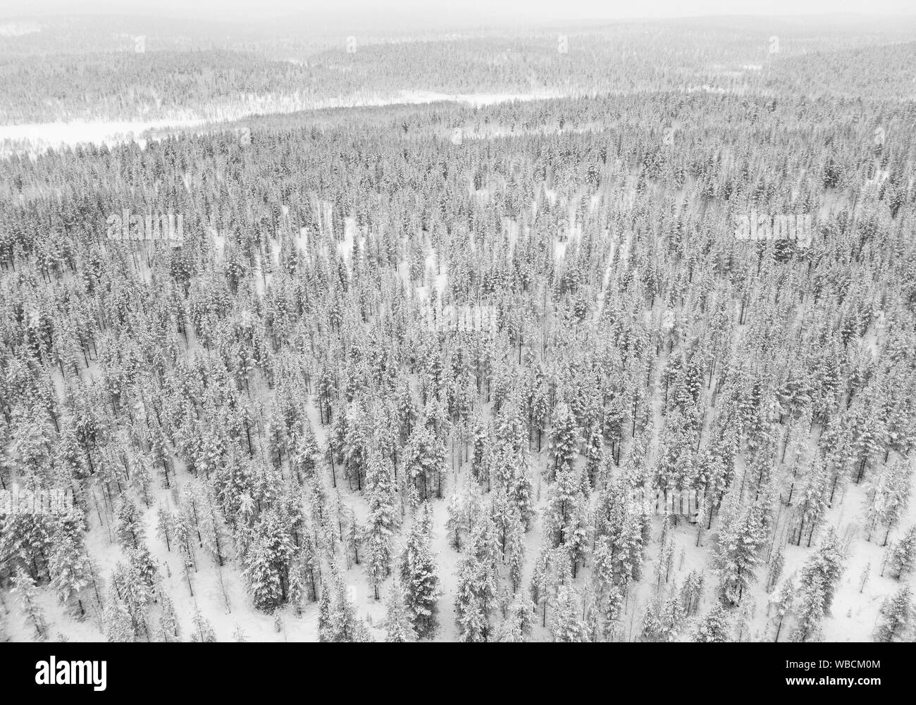 Panorama très blanche d'arbres recouverts de neige en Laponie Banque D'Images