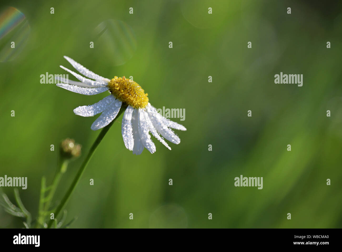 Daisy avec de l'eau tombe sur un pré vert. Rosée sur les pétales blancs de la camomille, de la fraîcheur de l'été nature Banque D'Images