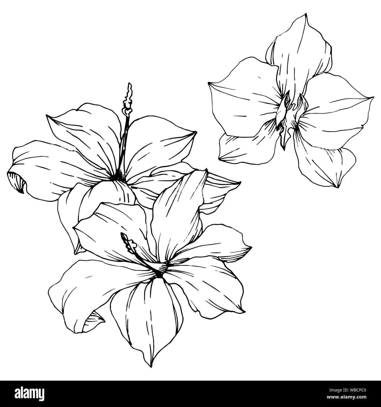 Fleurs TROPICALES et vecteur feuilles isolées. Gravée en noir et blanc L'art de l'encre végétale isolée de l'élément d'illustration. Illustration de Vecteur Fleurs TROPICALES et vecteur feuilles isolées. Gravée en noir et blanc L'art de l'encre végétale isolée de l'élément d'illustration. Illustration de Vecteur
