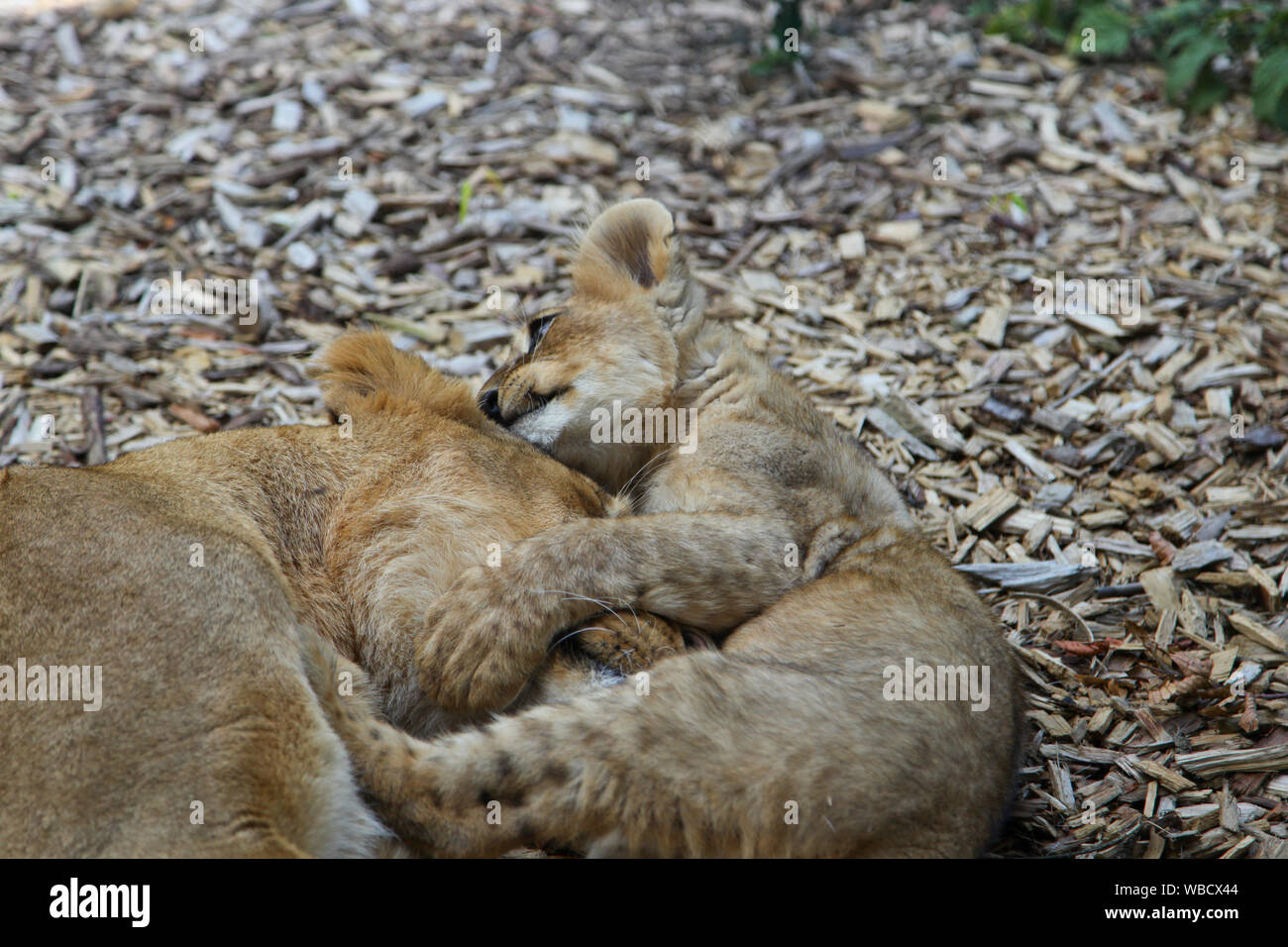 Lionne avec Cub à Lion Lodge, Port Lympne Wild Animal Park Banque D'Images