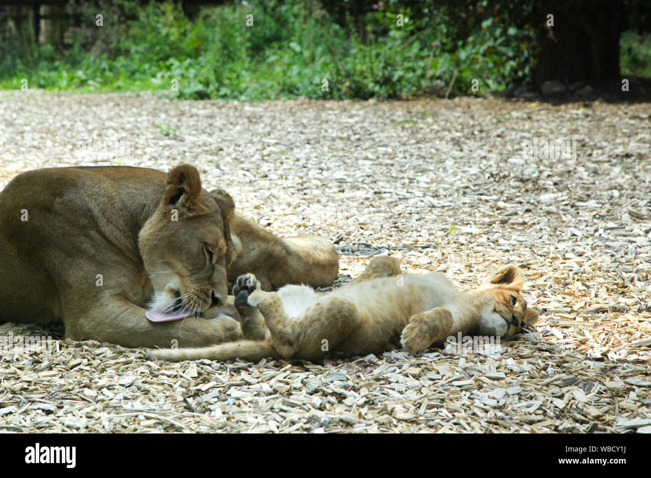 Lionne et lionceaux au Lion Lodge, Port Lympne Wild Animal Park Banque D'Images
