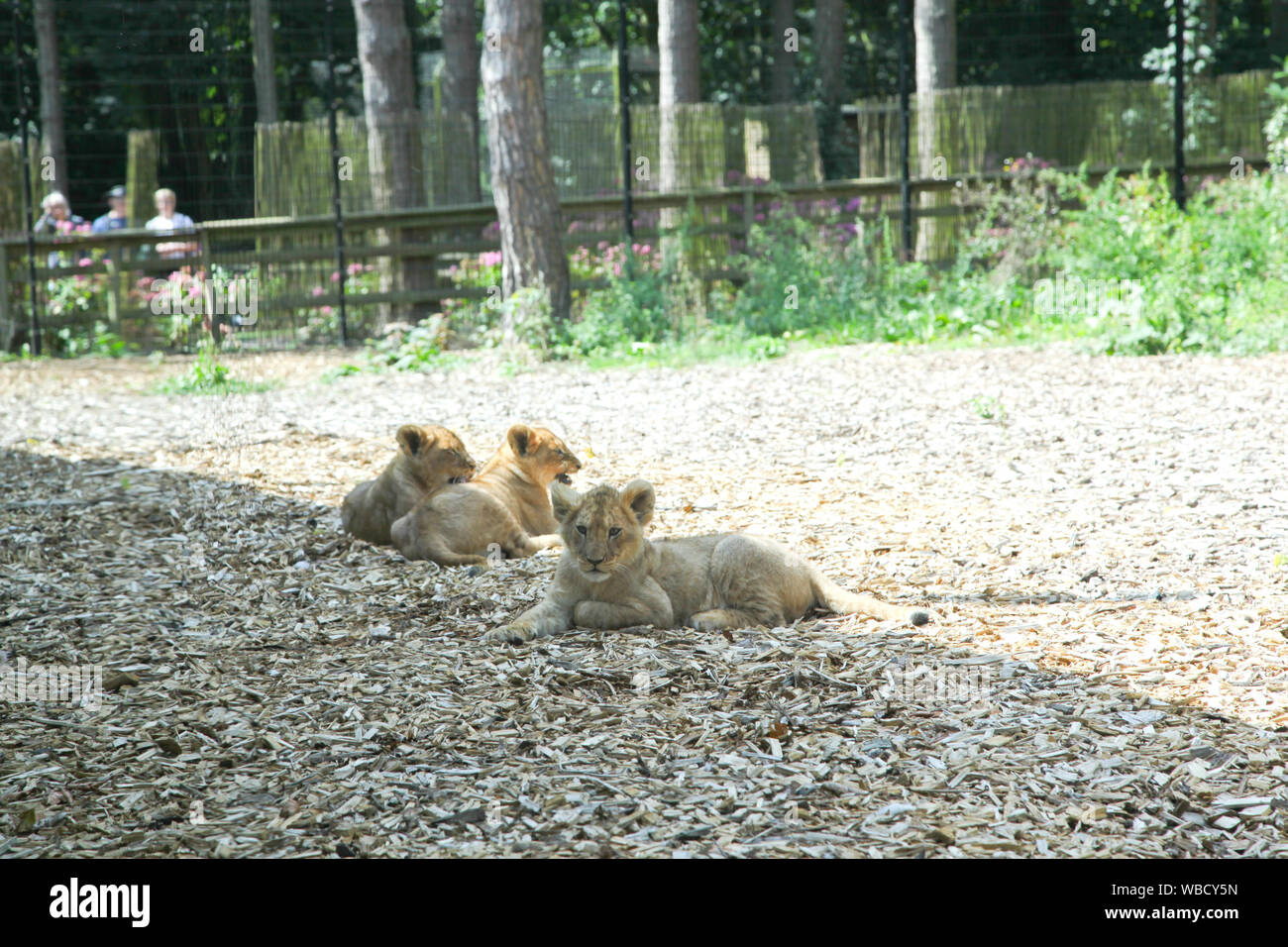 Des lionceaux au Lion Lodge, Port Lympne Wild Animal Park Banque D'Images