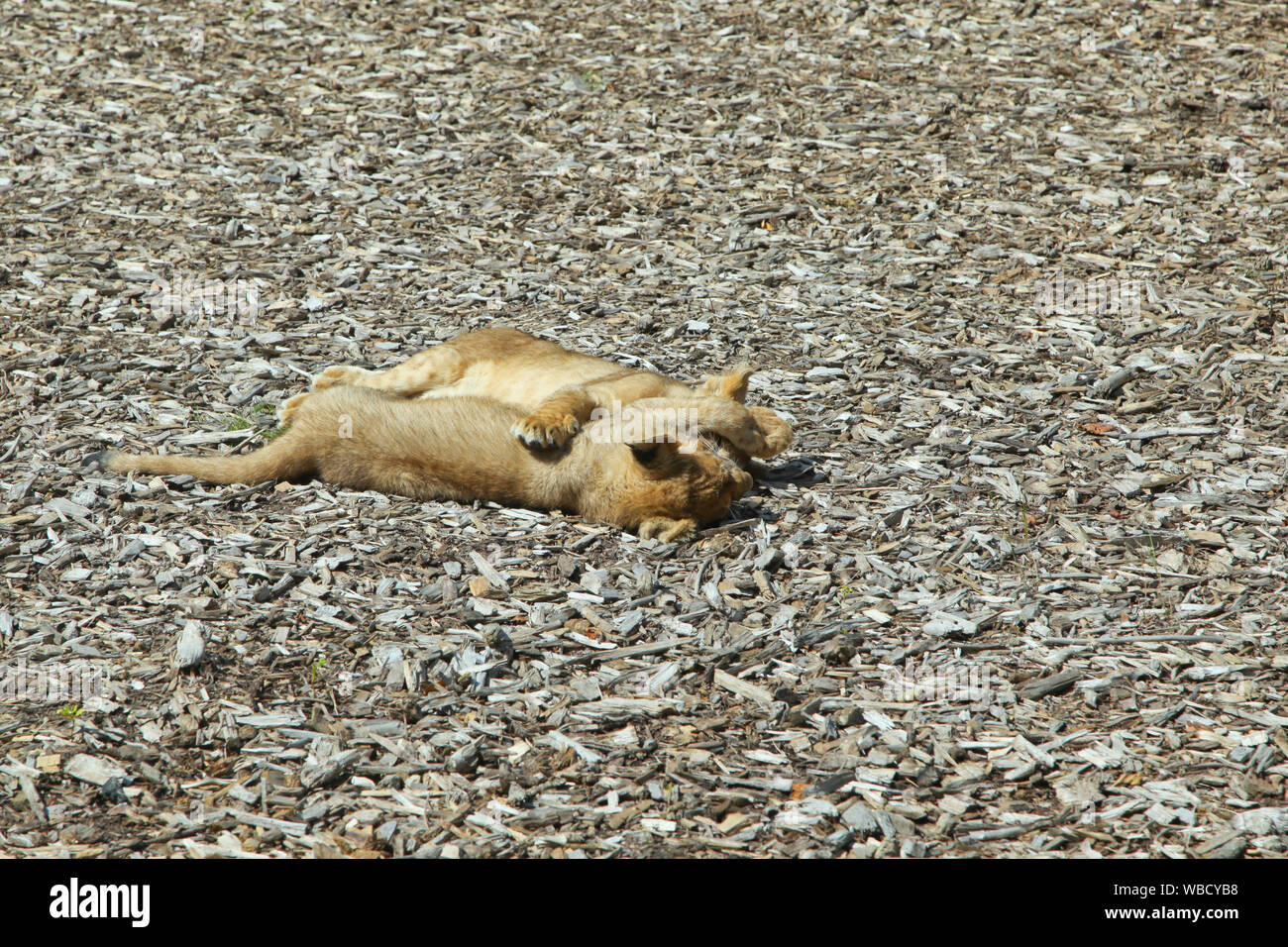 Des lionceaux au Lion Lodge, Port Lympne Wild Animal Park Banque D'Images