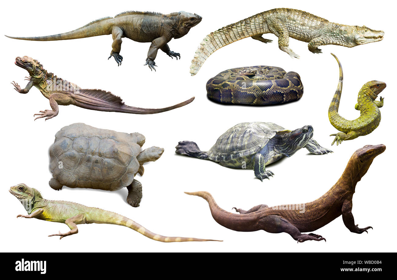 Collection de différents reptiles isolé sur fond blanc Banque D'Images