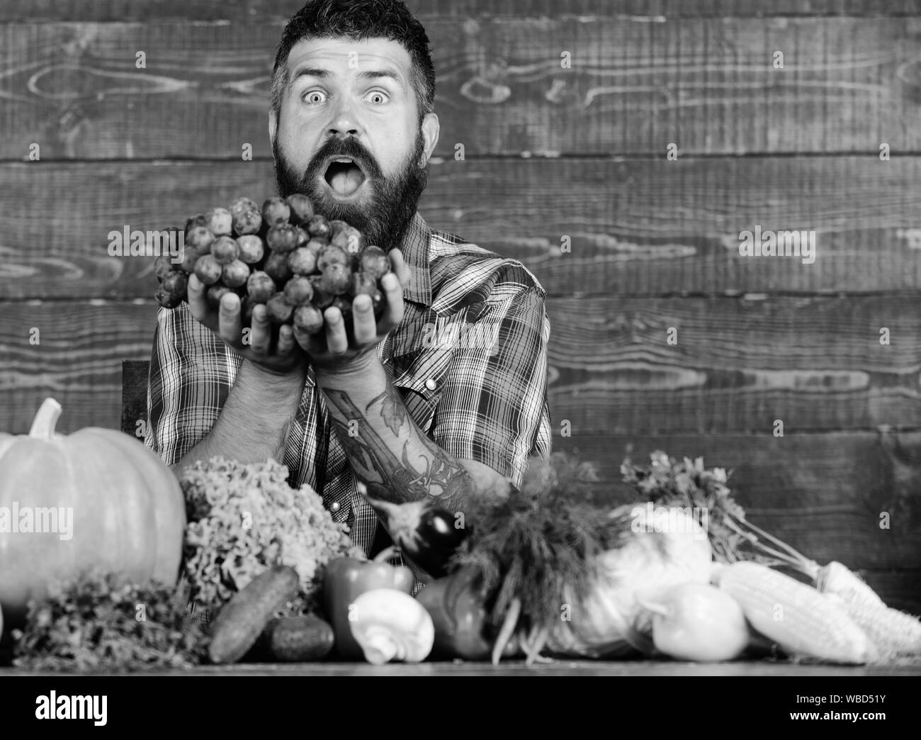 Récolte de chez nous avec l'agriculteur sur la table. Farmer fiers de récolter les légumes et les raisins. L'homme détient fond de bois barbu raisins. Légumes organic harvest. Concept de culture et de récolte. Banque D'Images