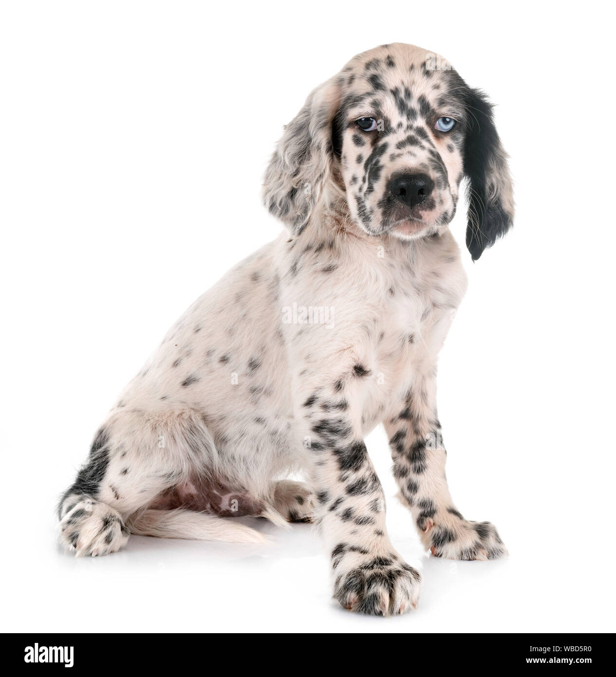 Chiot setter anglais in front of white background Banque D'Images