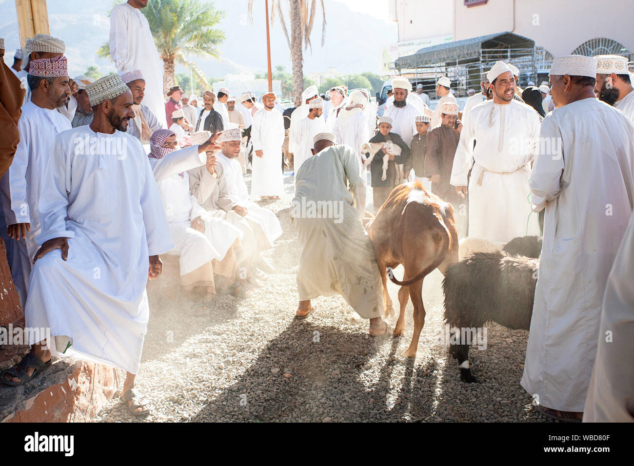 Les hommes en costume traditionnel en tenant les taureaux à vendre au marché au bétail, Nizwa, Sultanat d'Oman Banque D'Images