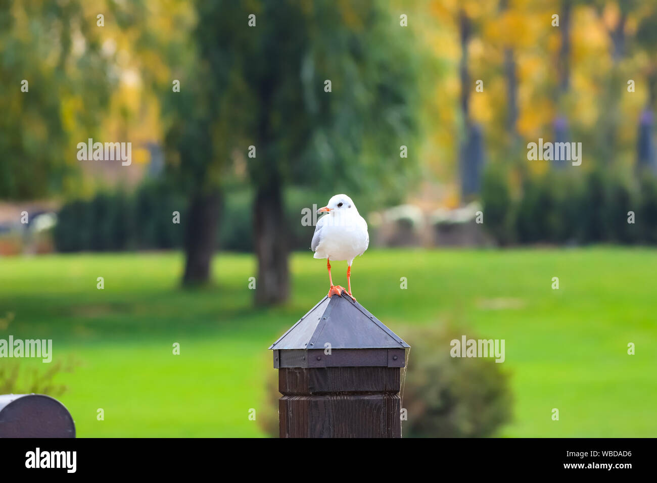 Un grand Blanc de la rivière Gull se trouve sur un poste en bois en automne parc avec arbres jaunes, paysage d'automne. Carte postale, calendrier des saisons, Octobre, Novembre. Banque D'Images
