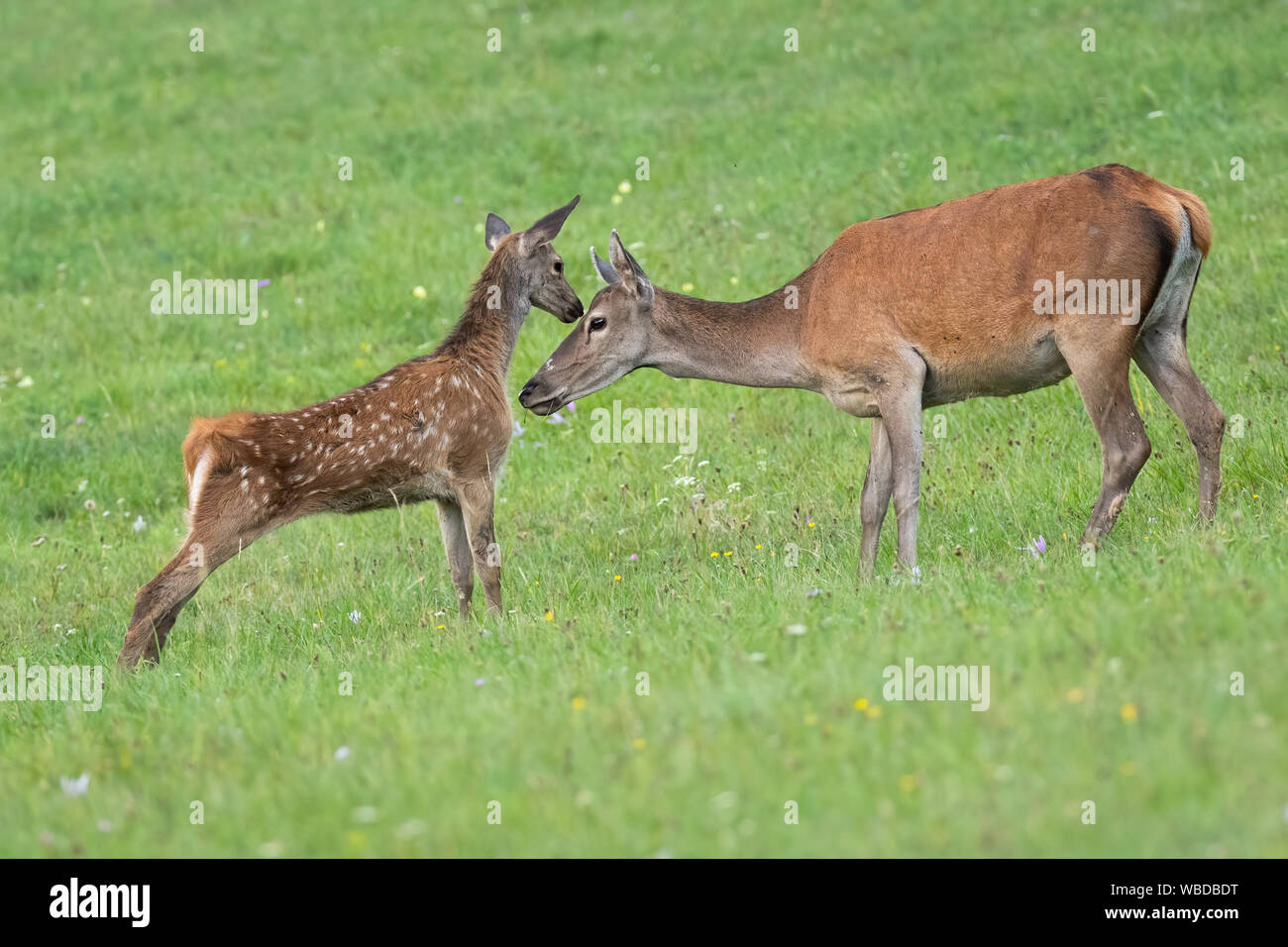 Les jeunes red deer (Cervus elaphus, veaux de toucher la tête de sa mère hind avec nez en été. Concept d'innocence d'animal sauvage dans la nature avec mignon allumé Banque D'Images