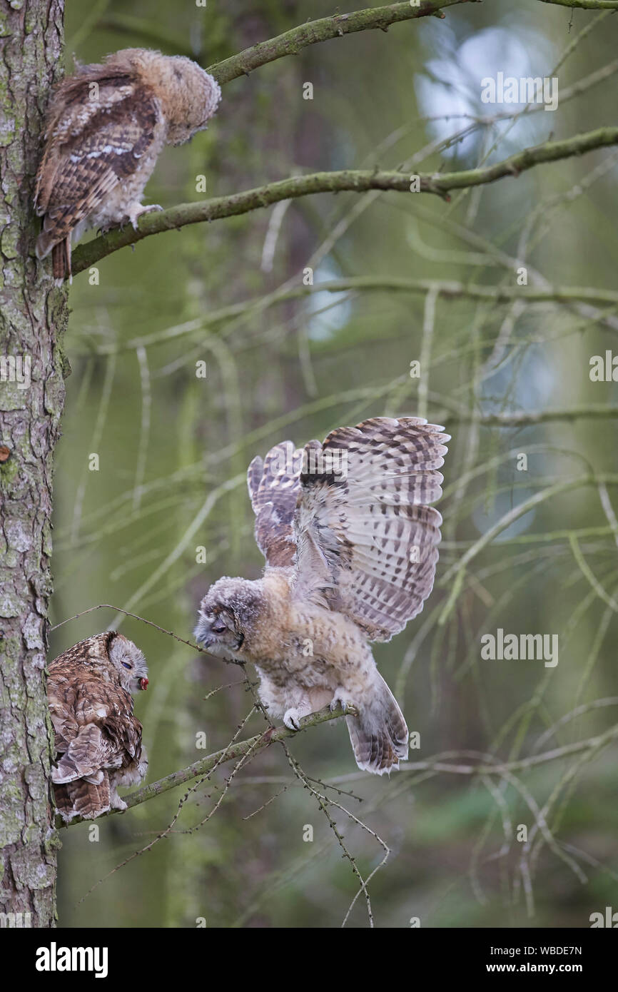 Chouette hulotte, Strix Aluco enr owlet poussin d'alimentation sur une branche avec deuxième phalène à dans un bois Banque D'Images