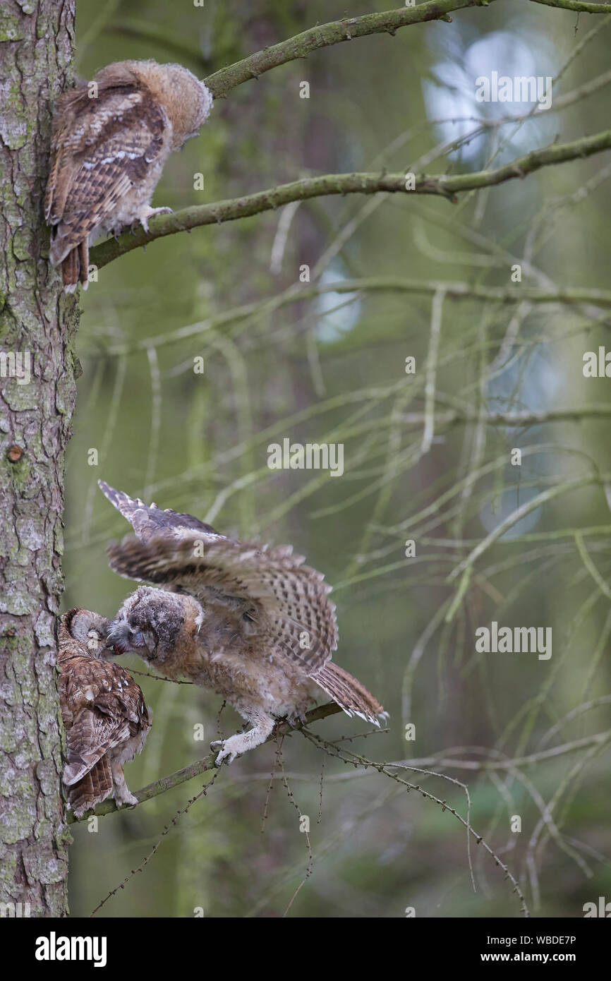 Chouette hulotte, Strix Aluco enr owlet poussin d'alimentation sur une branche avec deuxième phalène à dans un bois Banque D'Images