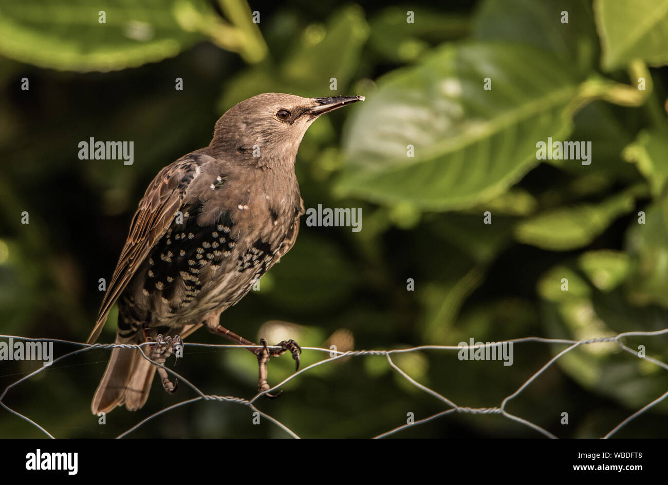 Starling, perché au soleil, Sturnidae, oiseaux sauvages dans le Bedfordshire, Royaume-Uni Banque D'Images